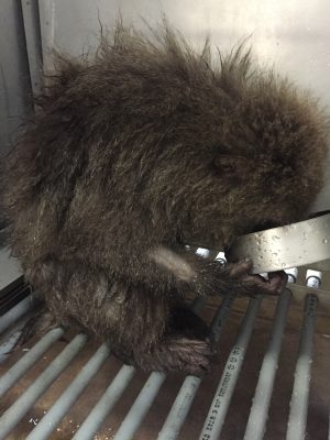 ウキゴリ、水を飲む。