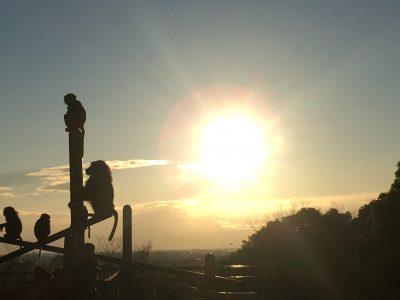 夕焼けのヒヒ