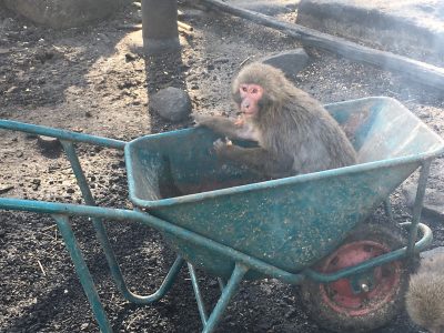 一輪車の中のサル3