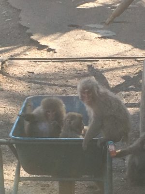 一輪車の中のサル