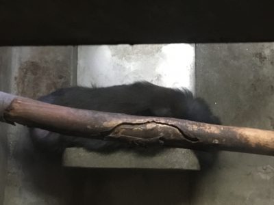マンドリル　寝相