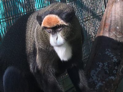 バタコ