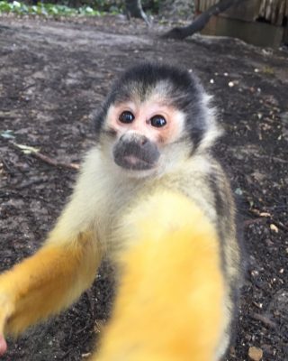 催促するミカン