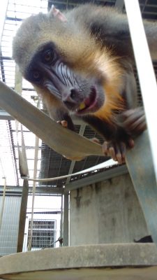 目つきがこわいマンドリル