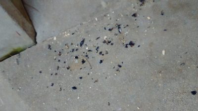 残された黒豆のかわ