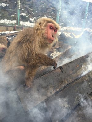 煙に包まれるサル