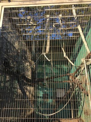 放飼場