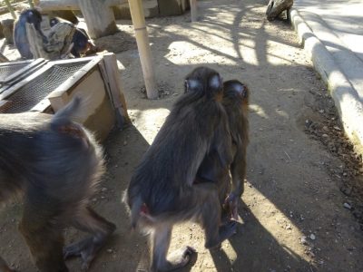 サユミとディスコ