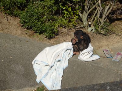 マモルと毛布