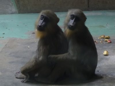サユミとディスコ
