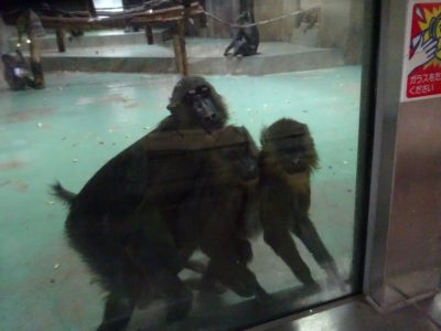 サユミとディスコ