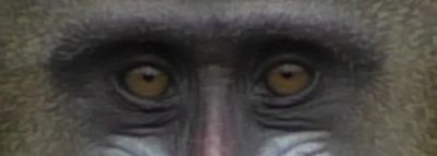 サム