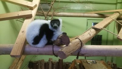 室内エリマキキツネザル