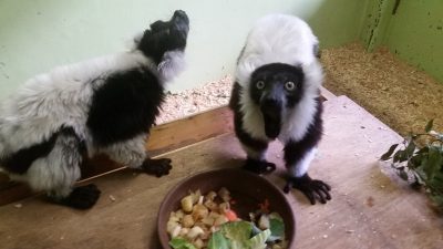 エリマキキツネザル食べる叫ぶ
