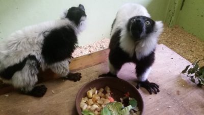 エリマキキツネザルもぐもぐ