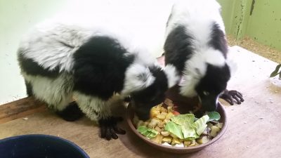 エリマキキツネザル仲良く夕食