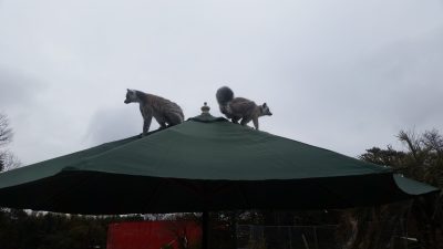 ワオキツネザル一つのパラソルの上で