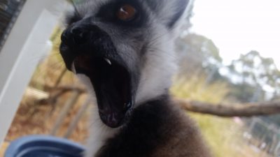 歯を見せるワオキツネザル