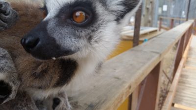 鋭い歯ワオキツネザル