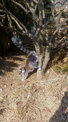 ワオキツネザル匂い付け
