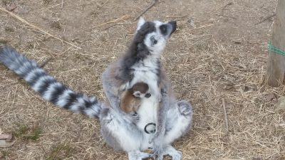 赤ちゃんが居る群れ