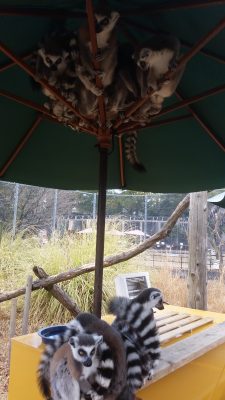 ワオキツネザル雨宿り