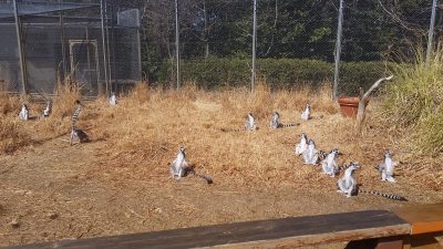 ワオキツネザル日向ぼっこ