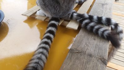 三尾のワオキツネ