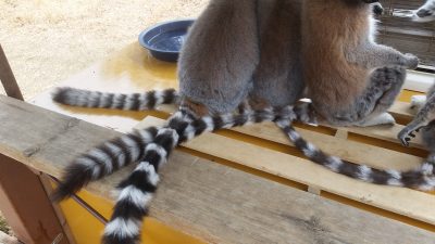 ４本シッポのワオキツネザル
