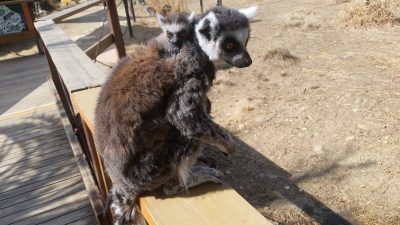 ワオキツネザルちっちゃいね