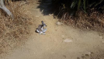 ワオキツネザル子育て