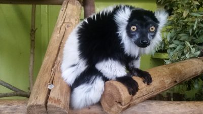 エリマキキツネザル寝室でアップ