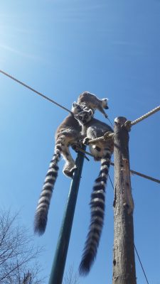 ワオキツネザル自由に動く