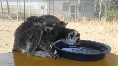 双子ワオキツネザル