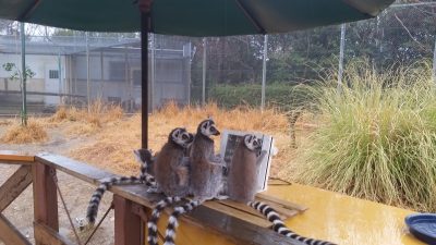 ワオキツネザル雨宿り