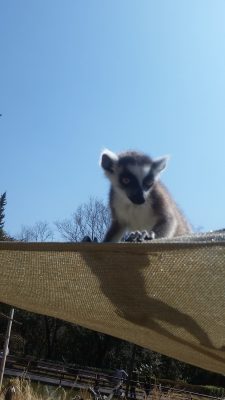 タープからワオキツネザル