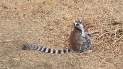 ワオキツネザル授乳中