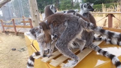 ワオキツネザルパラソル下に集まる