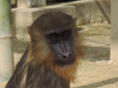 サユミ