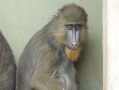 デラ