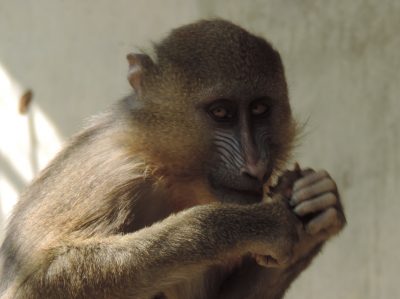ディスコ