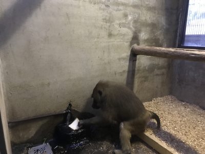 パンを水につけている様子