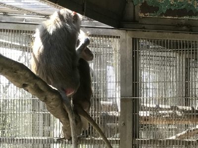 メネスが毛づくろいされている様子