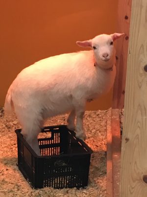 カゴ入りムスメ