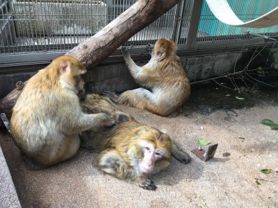 バーバリー うつ伏せ