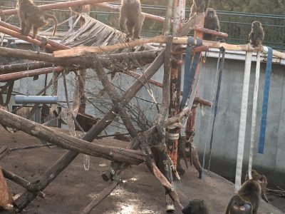 ヒヒの城のアラカシ