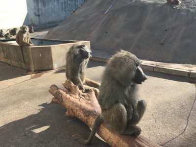 ナオトとヤッタ