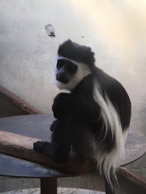 イロハ寝癖