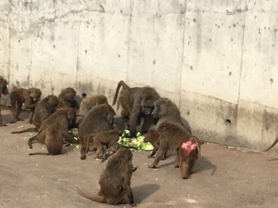 ケーキを食べる