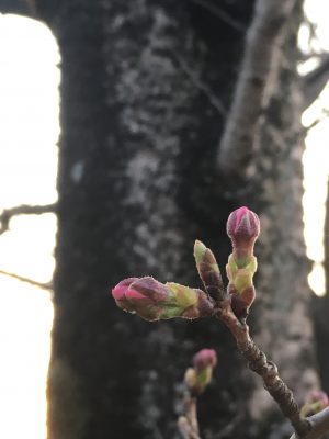 ヒヒの城　桜